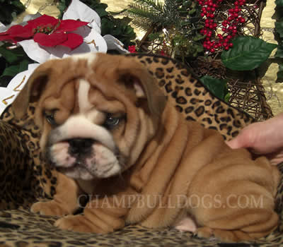 English bulldog picture